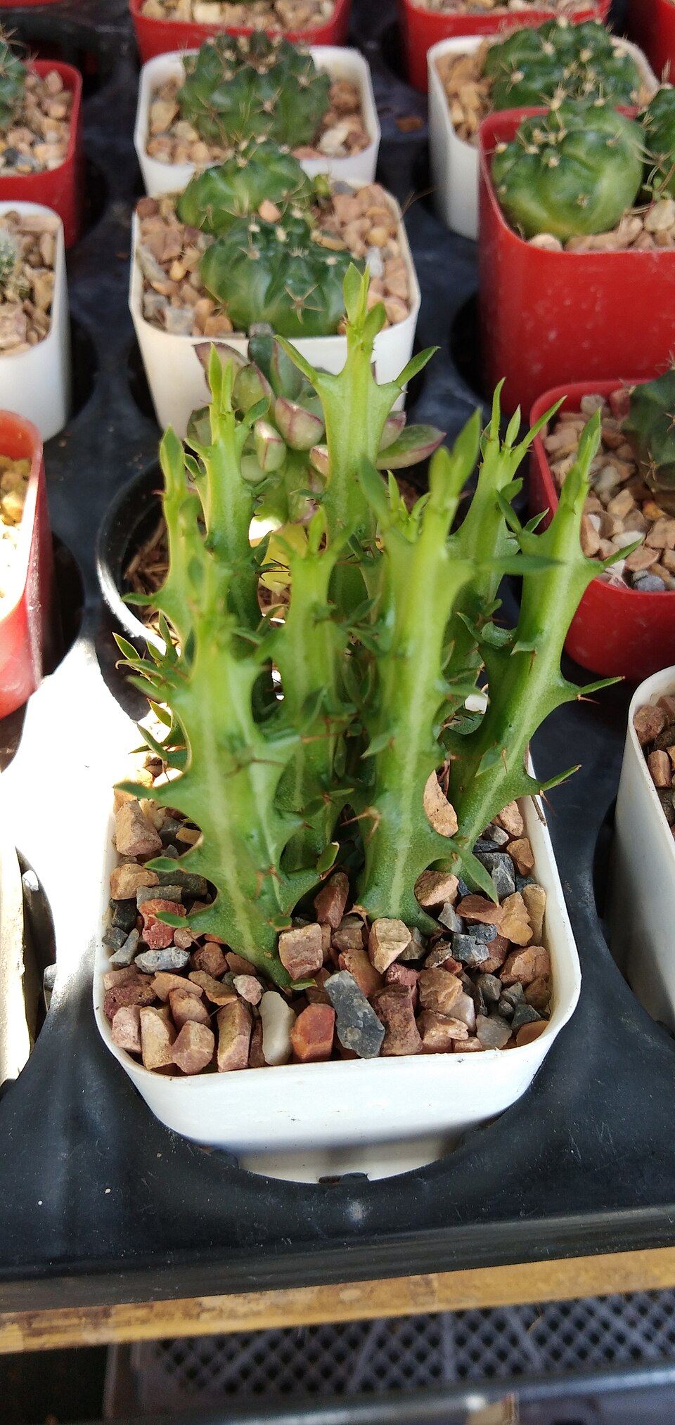 Euphorbia (Spurges) (alternate view 4)