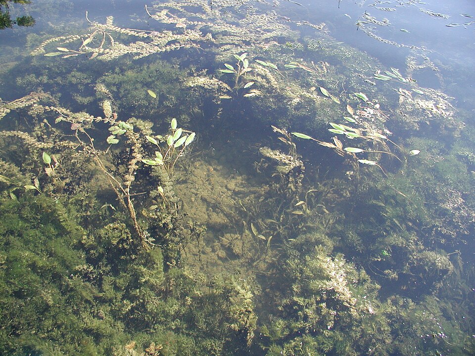 Potamogeton (Pondweeds) (alternate view 2)