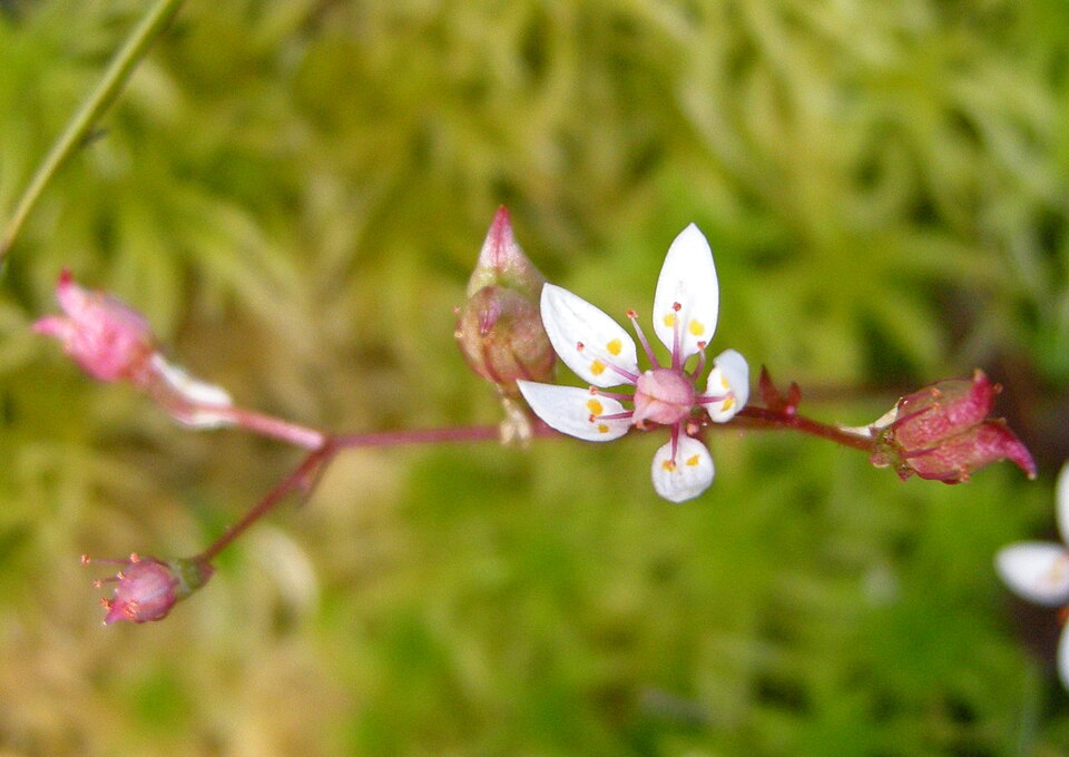 Micranthes stellaris (Hairy Kidney-wort)