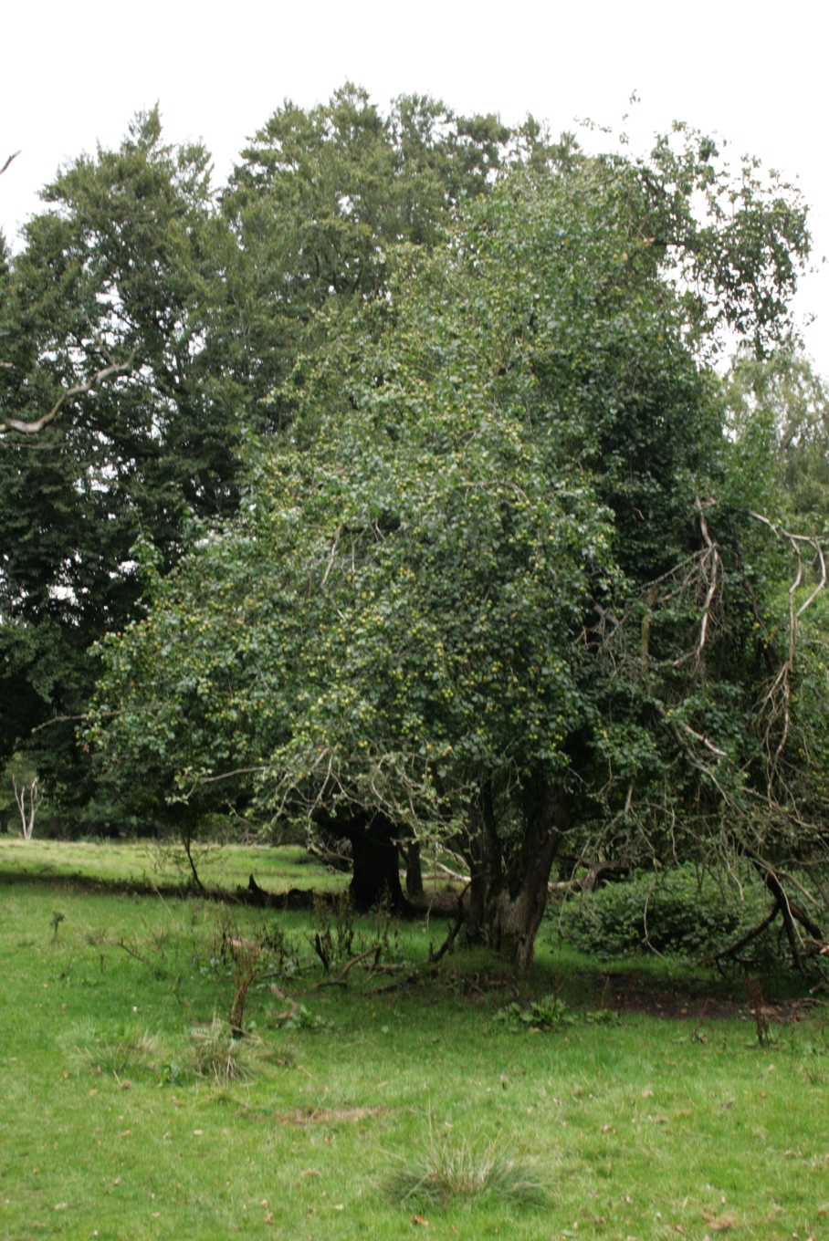 Malus sylvestris (European Wild Apple)