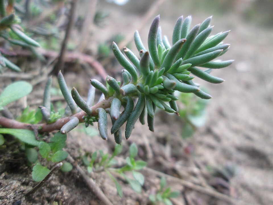 Petrosedum rupestre (Reflexed Stonecrop)
