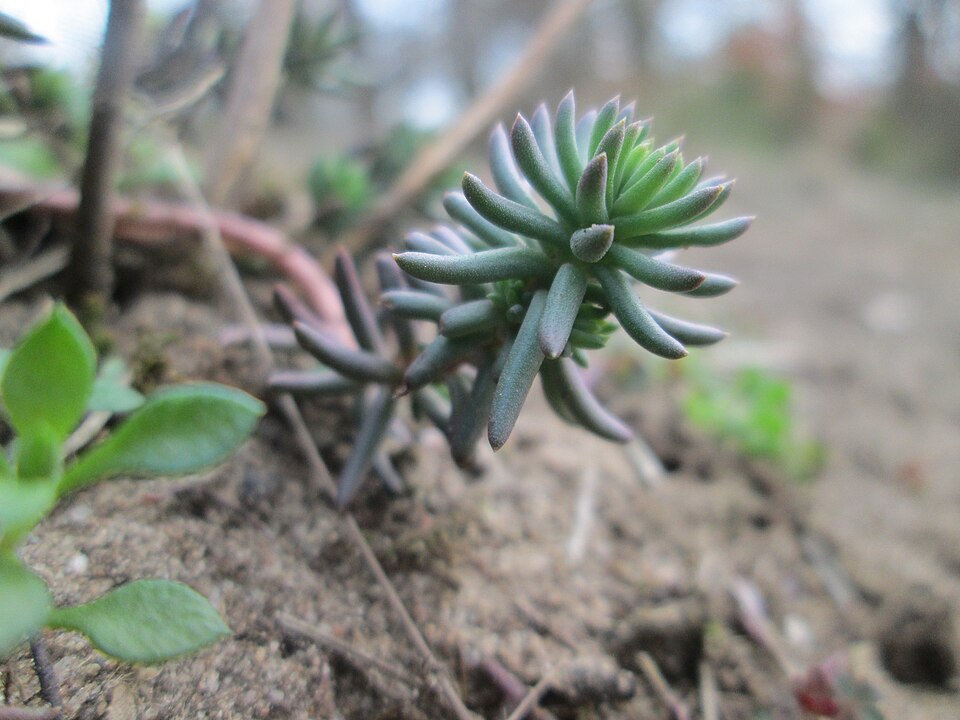 Petrosedum rupestre (Reflexed Stonecrop)