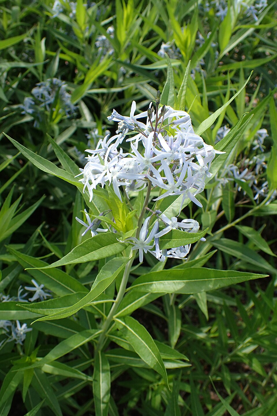 Amsonia tabernaemontana var. salicifolia (Willow-leaf Bluestar)
