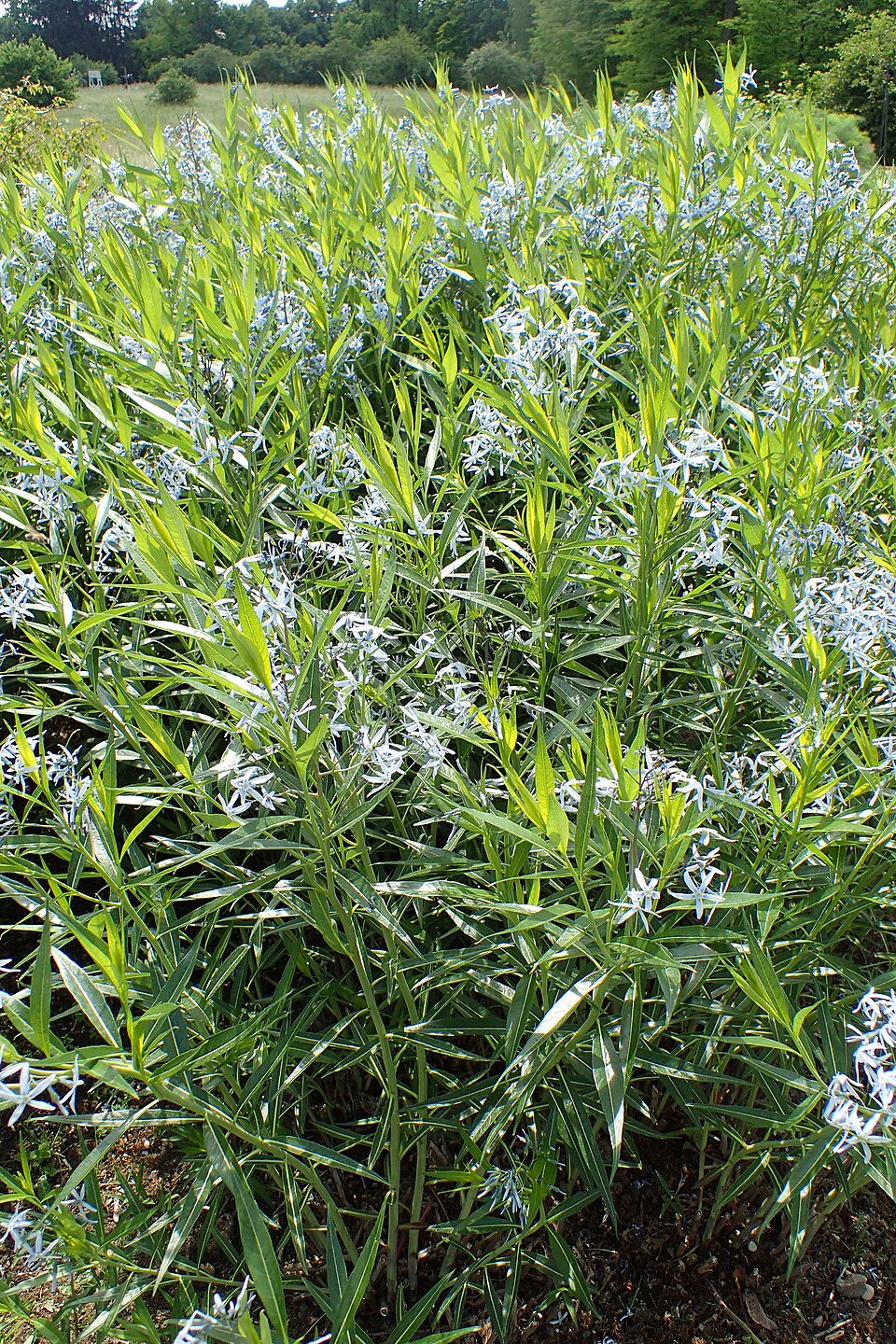 Amsonia tabernaemontana var. salicifolia (Willow-leaf Bluestar) (alternate view 2)