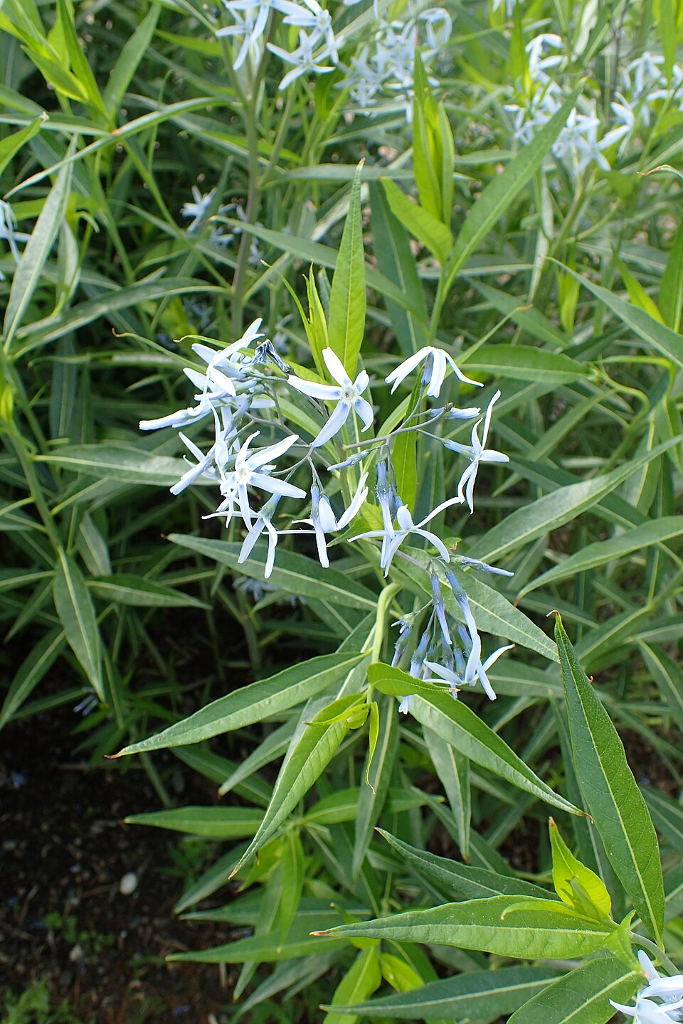 Amsonia tabernaemontana var. salicifolia (Willow-leaf Bluestar) (alternate view 3)