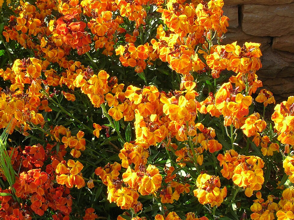Erysimum × cheiri (Wallflower) (alternate view 6)