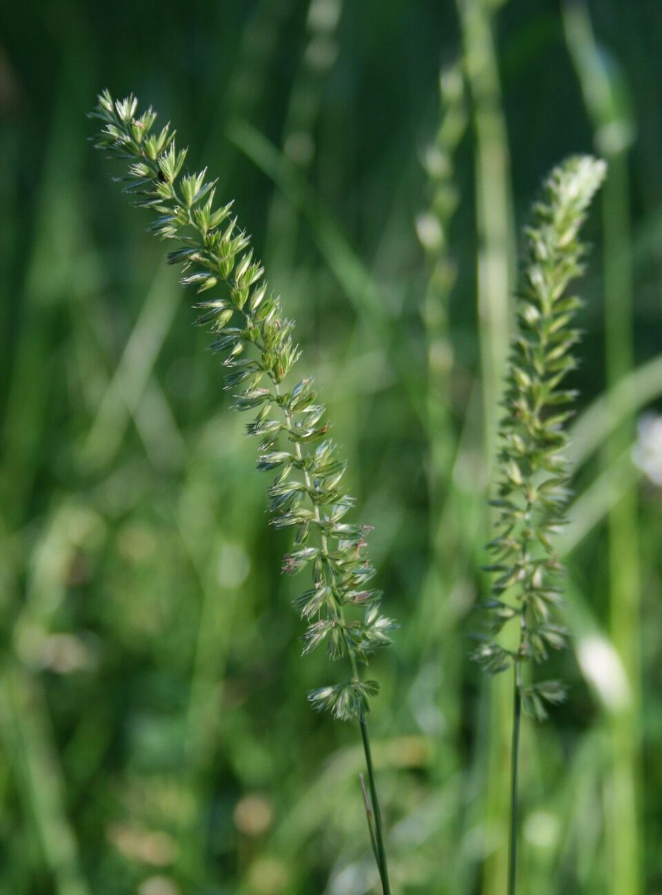 Cynosurus cristatus (crested dogtail grass)