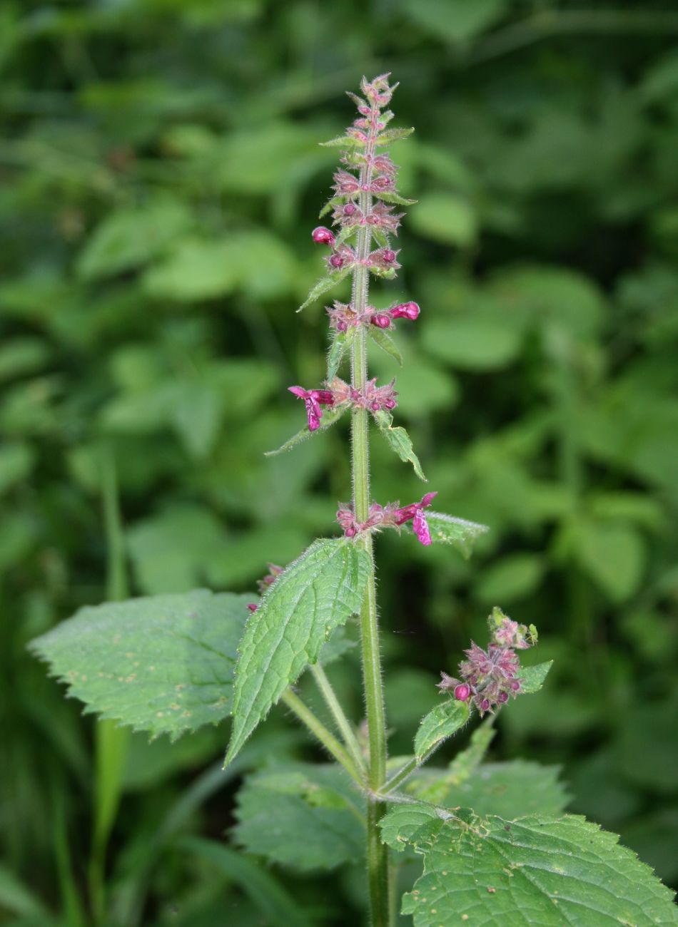 Stachys sylvatica (hedge woundwort)