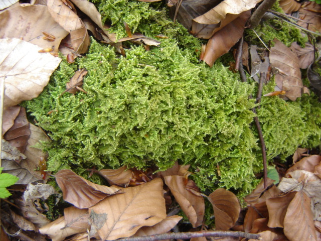 Ctenidium molluscum (Comb-moss)