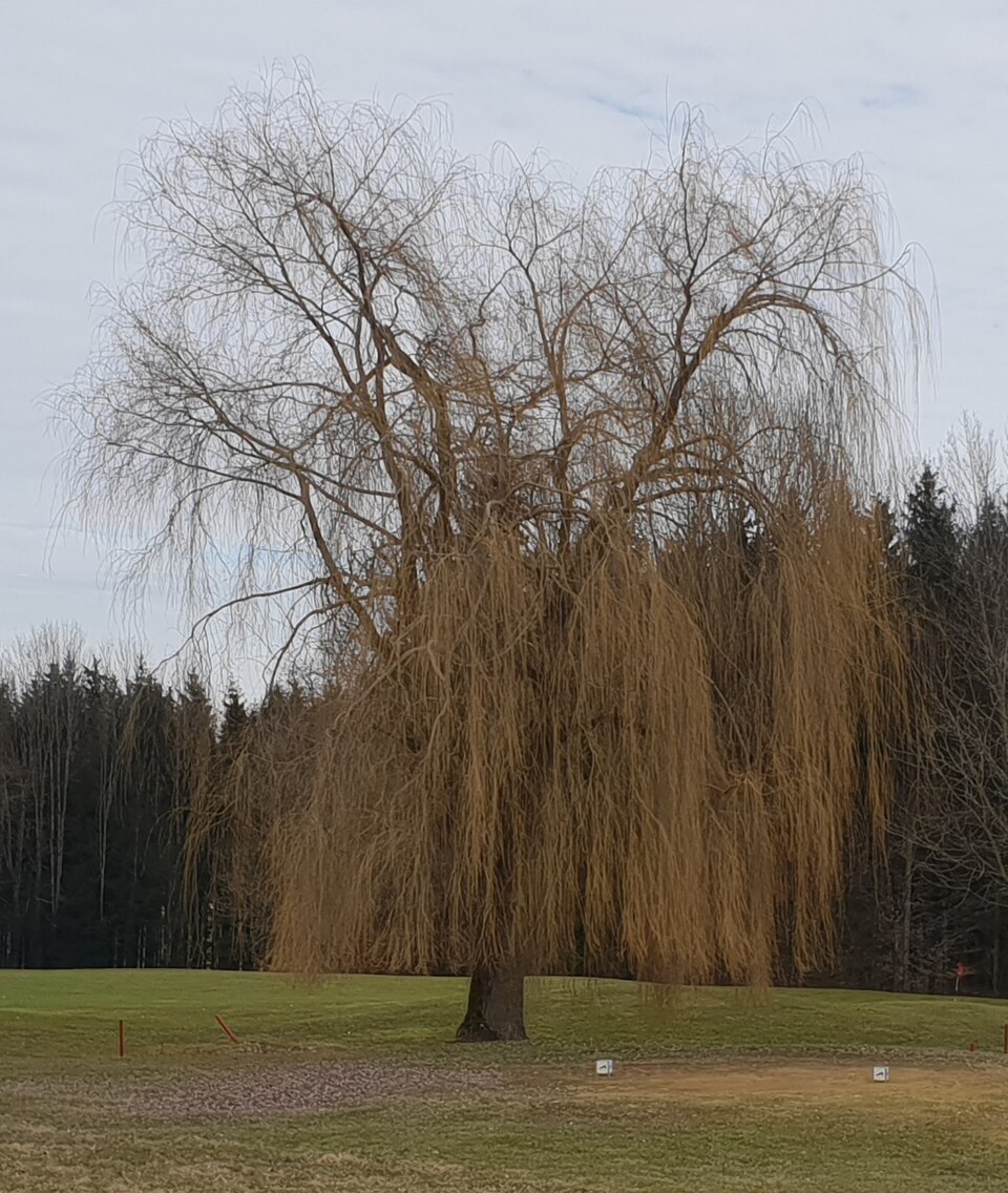 Salix alba 'Tristis' (Golden Weeping Willow) (alternate view 3)