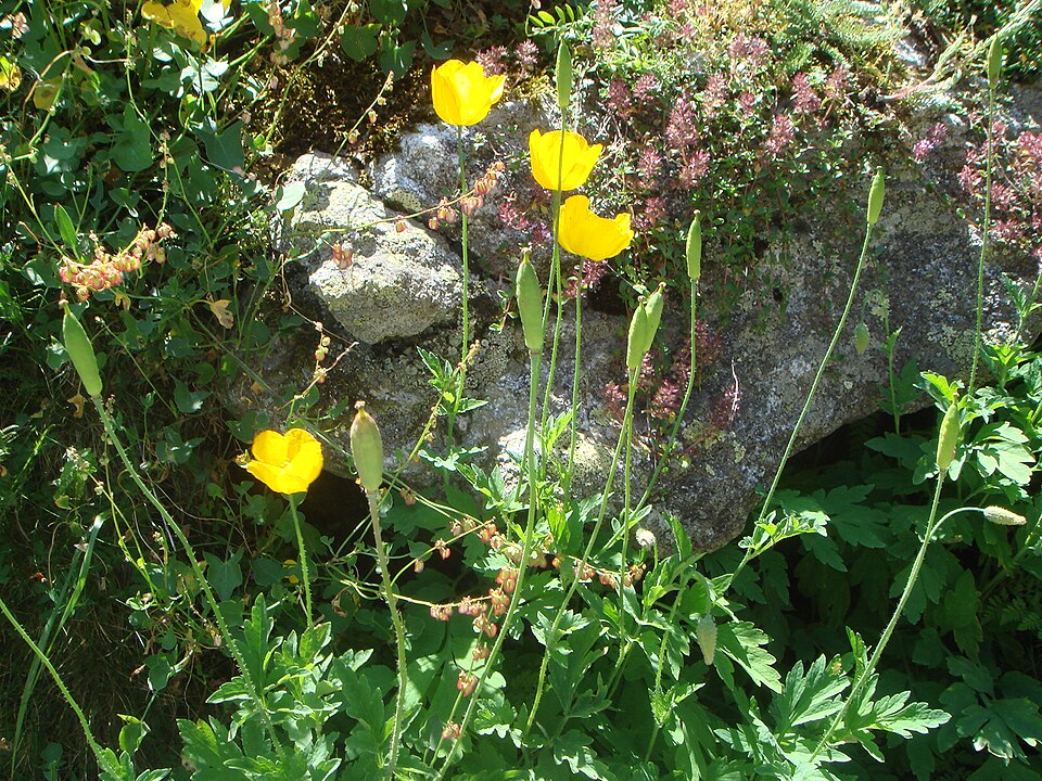 Papaver cambricum (welsh poppy) (alternate view 8)
