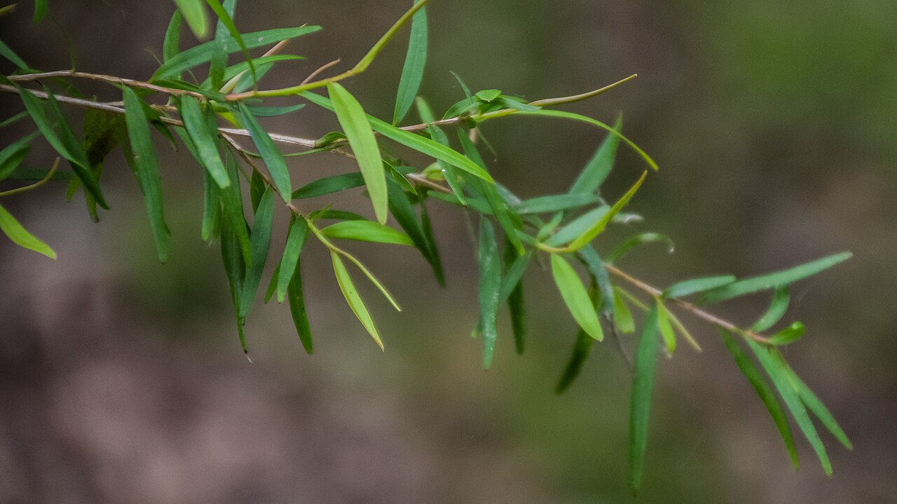 Leptospermum petersonii, Lemon-scented tea tree — upright evergreen (Myrtaceae) (image 5 of 9)