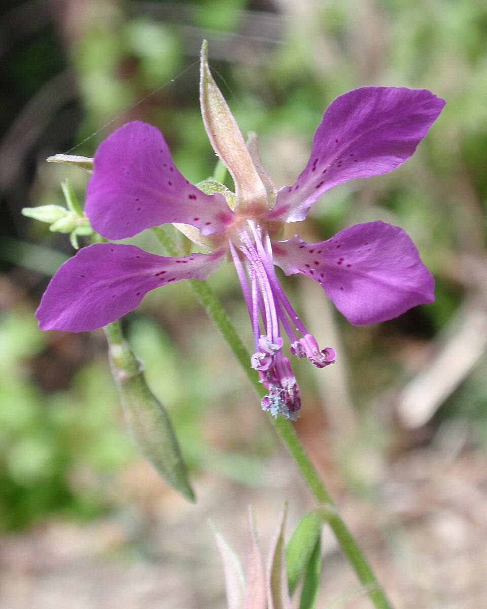 Clarkia rhomboidea (diamond clarkia) (alternate view 6)