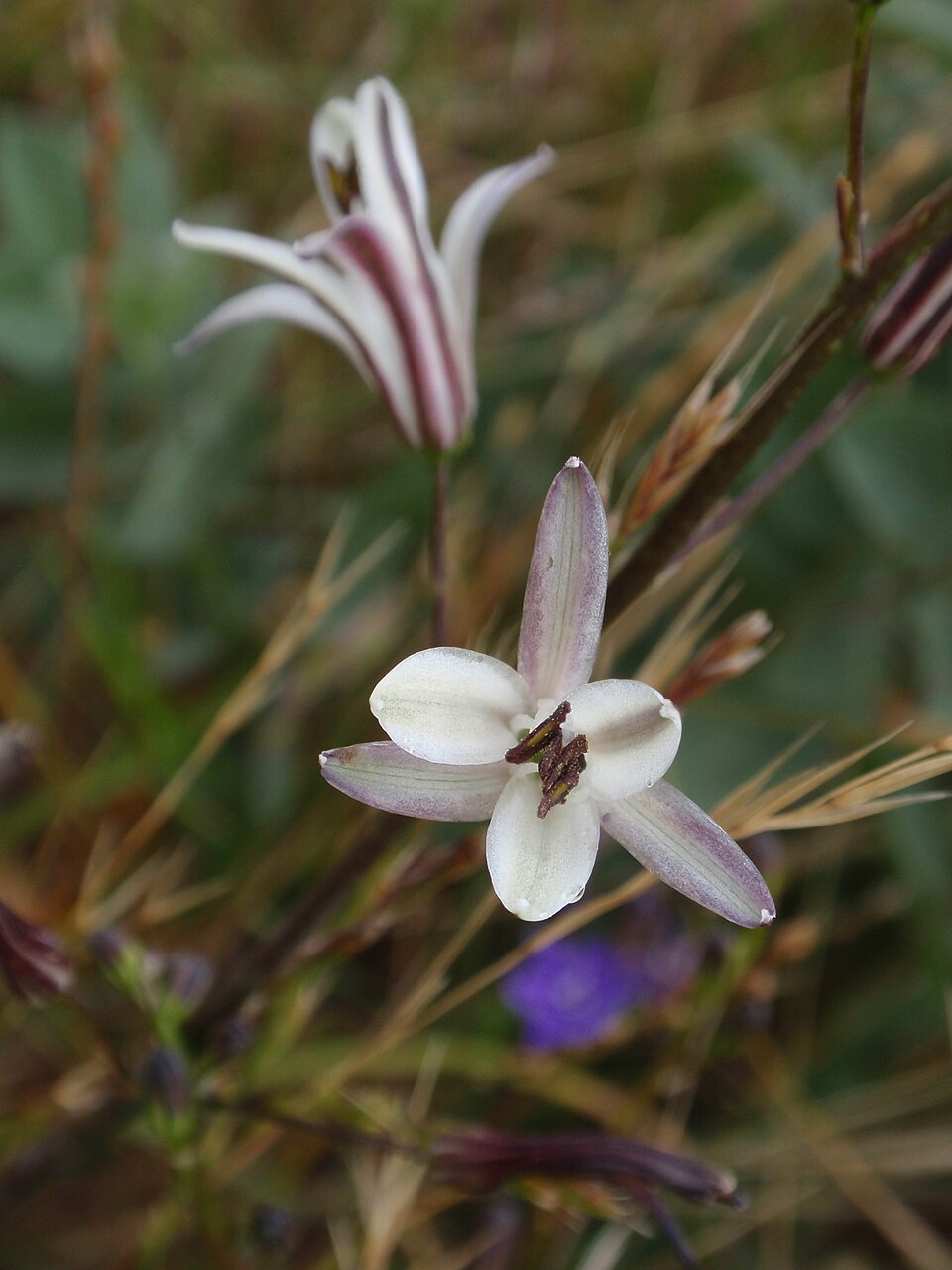 Chlorogalum pomeridianum (wavy-leafed soap plant) (alternate view 2)