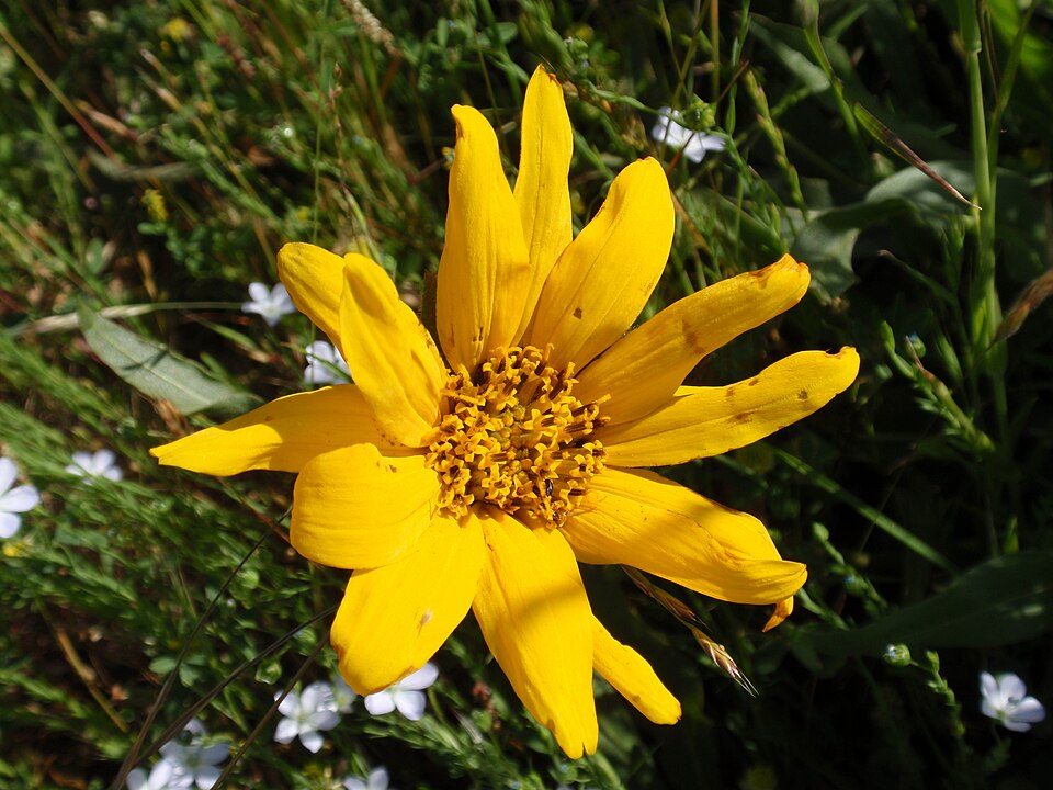 Wyethia angustifolia (Narrow Leaf Mule Ears) (alternate view 7)