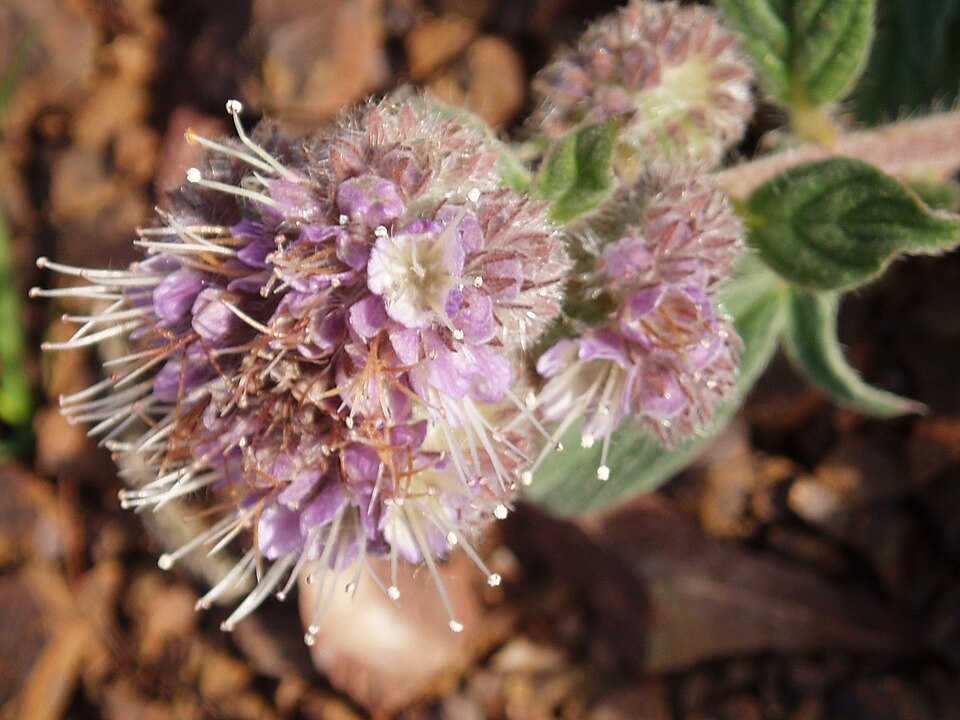 Phacelia californica (California phacelia) (alternate view 7)
