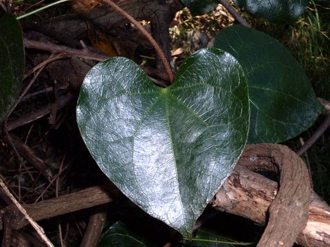 Sarcopetalum harveyanum (pearl vine) (alternate view 6)