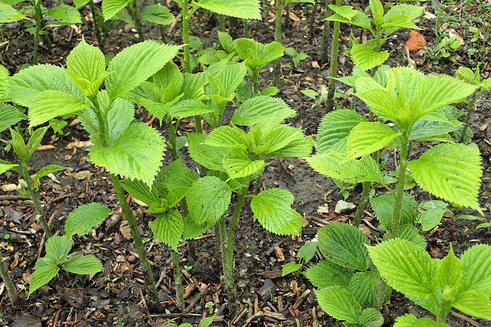 Boehmeria cylindrica (false nettle)