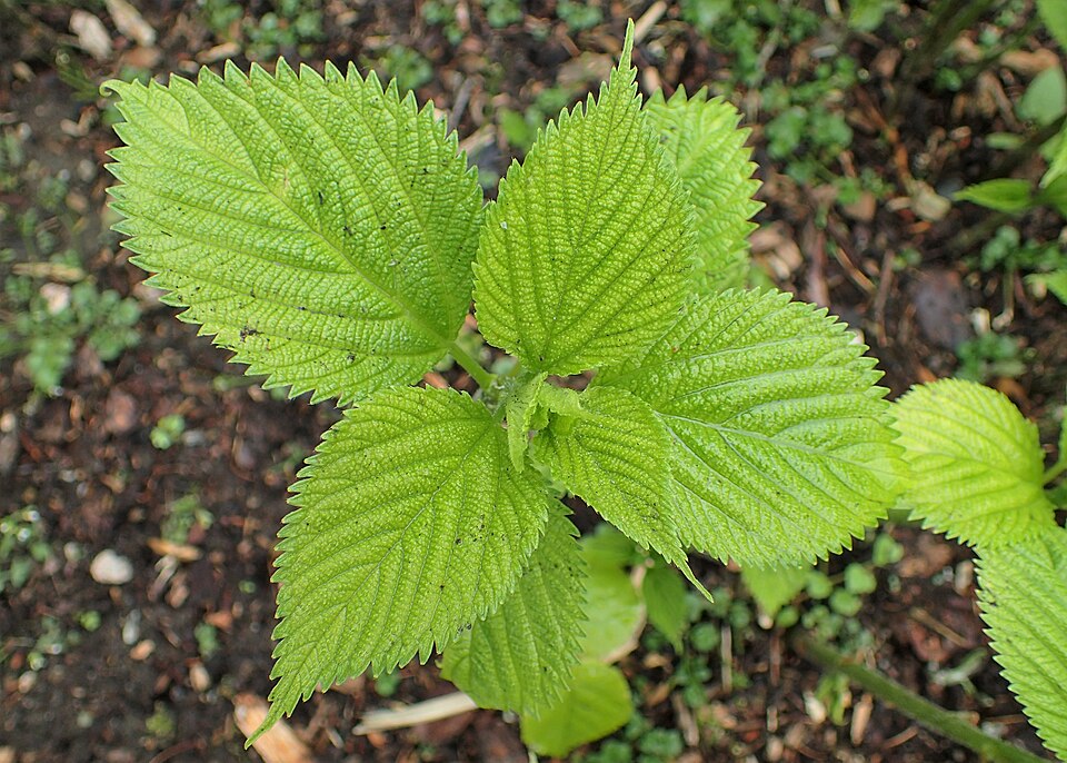 Boehmeria cylindrica (false nettle)