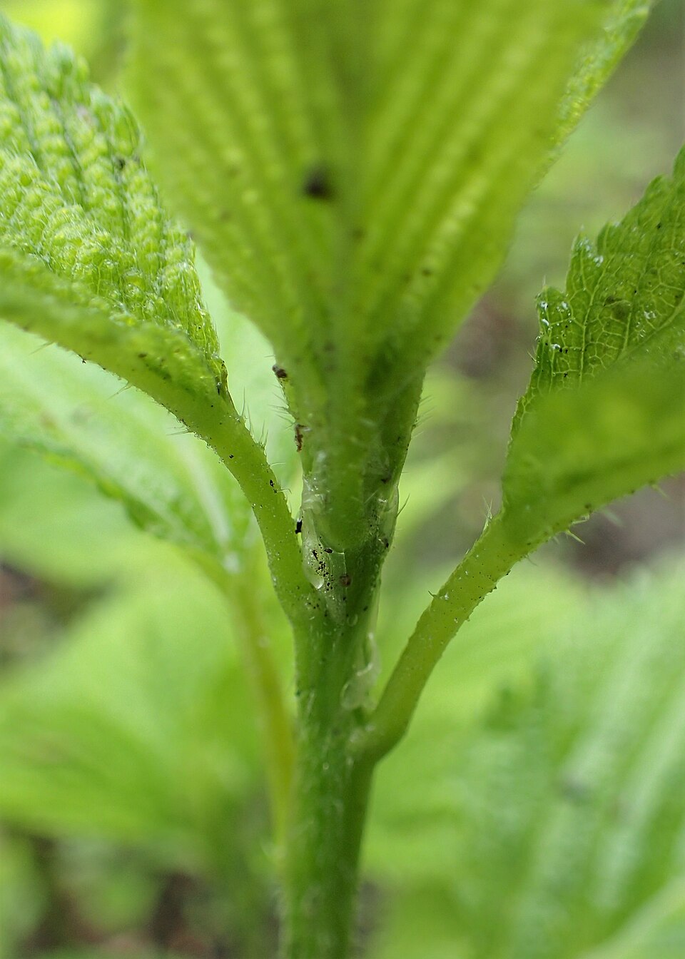 Boehmeria cylindrica (false nettle)