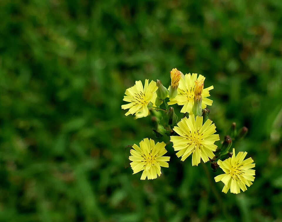 Youngia japonica (Oriental false hawksbeard)