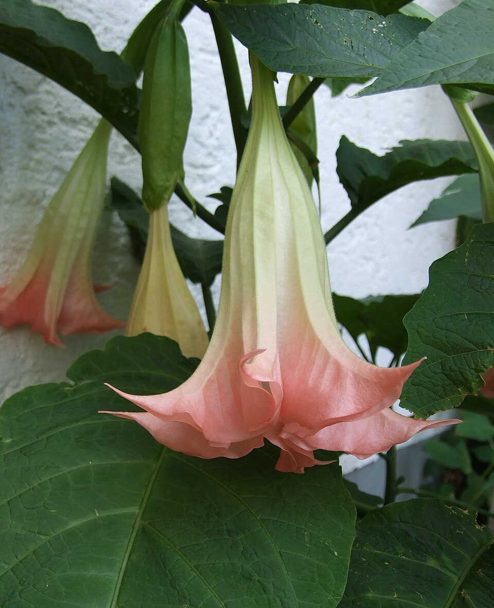 Brugmansia suaveolens (Angel's Trumpet) (alternate view 8)