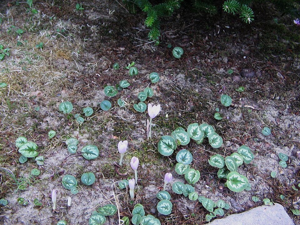 Cyclamen coum (Spring cyclamen) (alternate view 6)