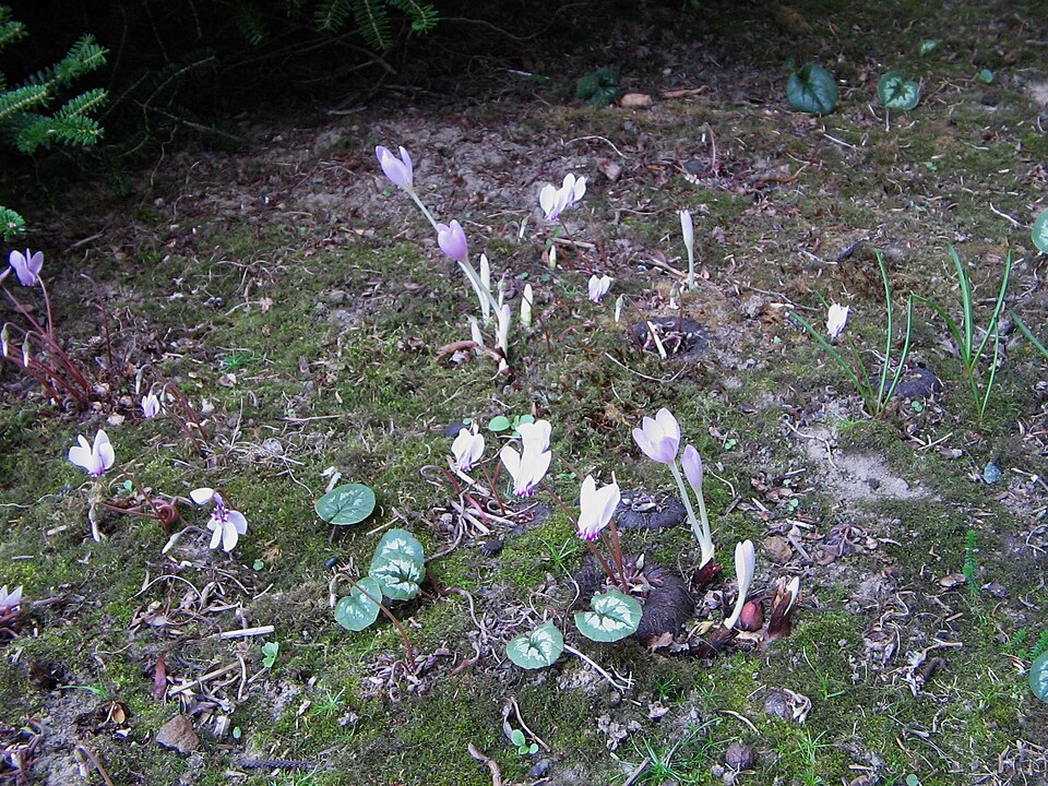 Cyclamen coum (Spring cyclamen) (alternate view 7)