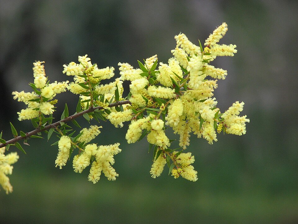 Acacia oxycedrus (Spike Wattle) (alternate view 6)