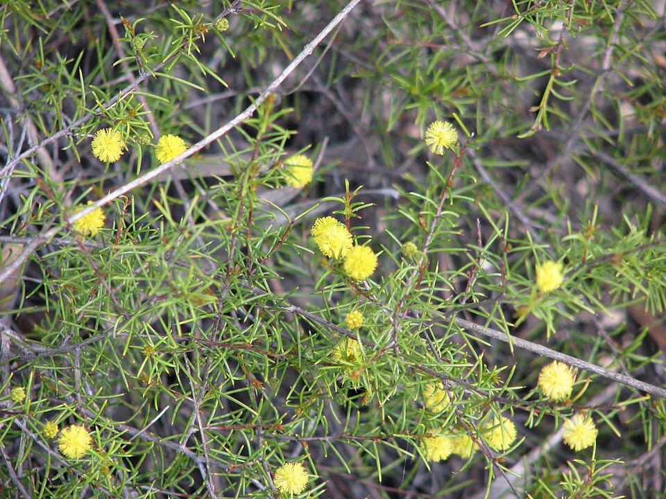 Acacia brownii (heath wattle) (alternate view 6)
