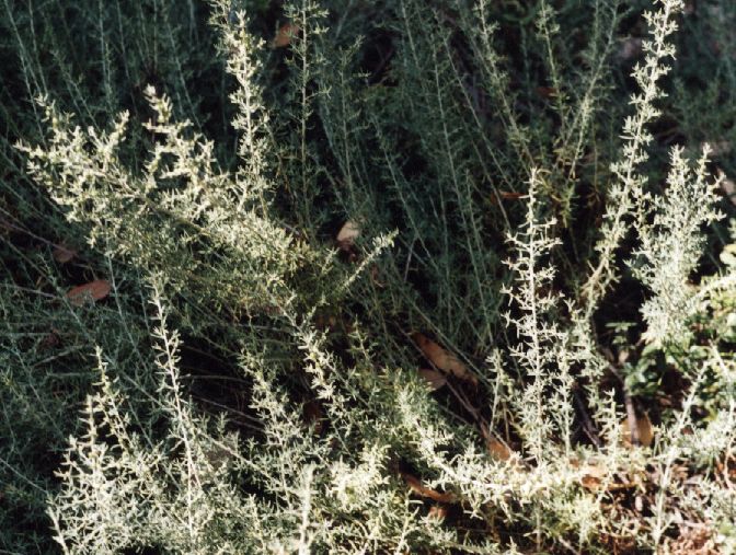 Enchylaena tomentosa (Barrier Saltbush)