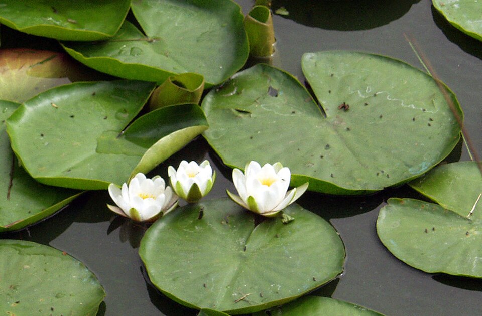 Nymphaea alba (European White Waterlily)