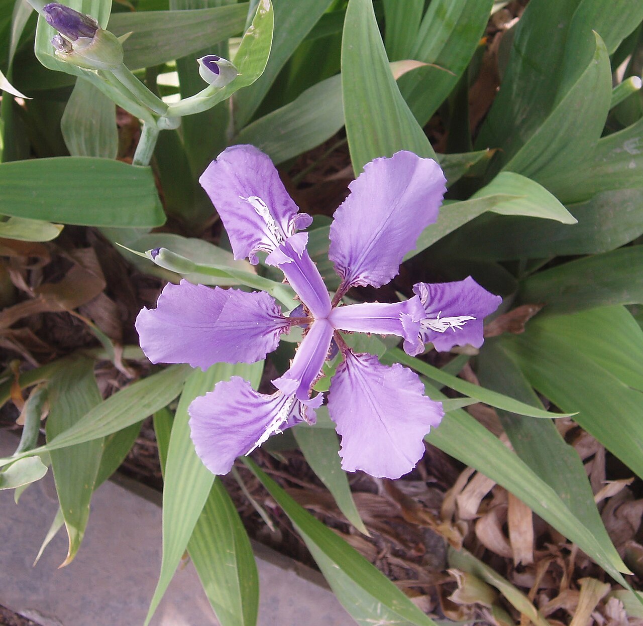 Iris tectorum, Japanese roof iris — clumping deciduous (Iridaceae) (image 4 of 10)