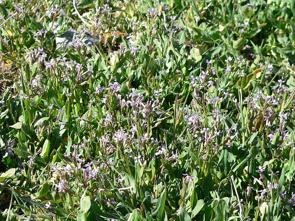Chorispora tenella (crossflower) (alternate view 6)