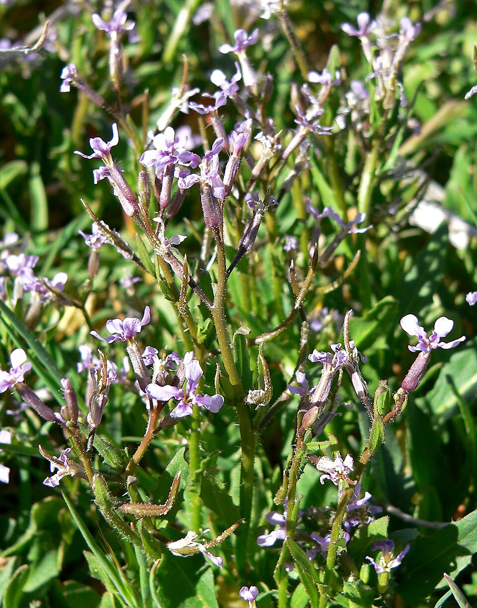 Chorispora tenella (crossflower) (alternate view 7)