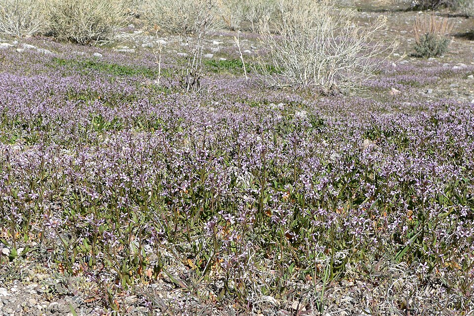 Chorispora tenella (crossflower) (alternate view 8)