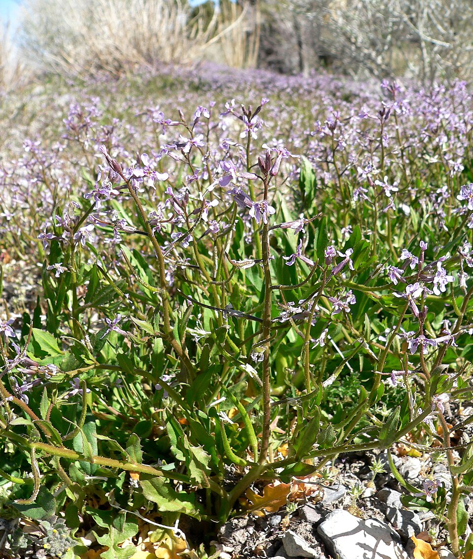 Chorispora tenella (crossflower) (alternate view 9)