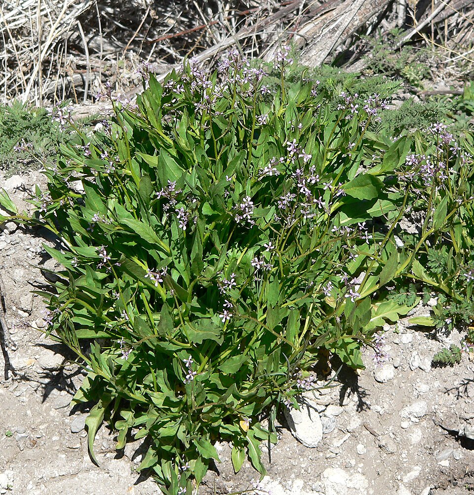 Chorispora tenella (crossflower) (alternate view 10)