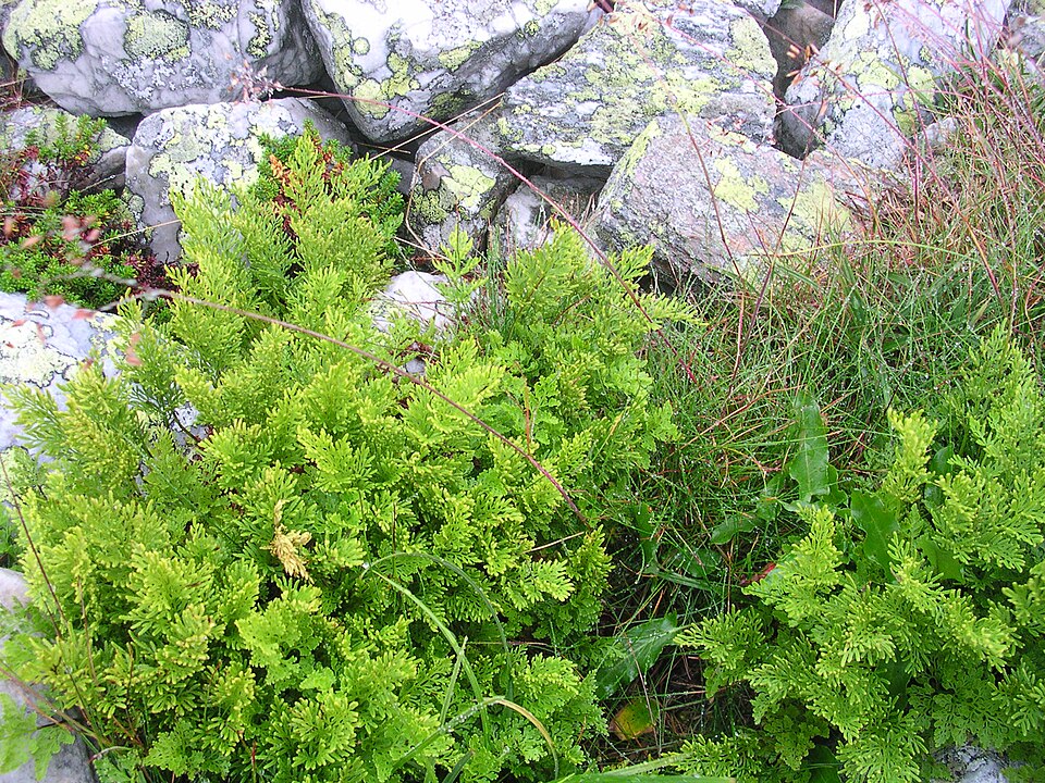 Cryptogramma crispa (parsley fern)