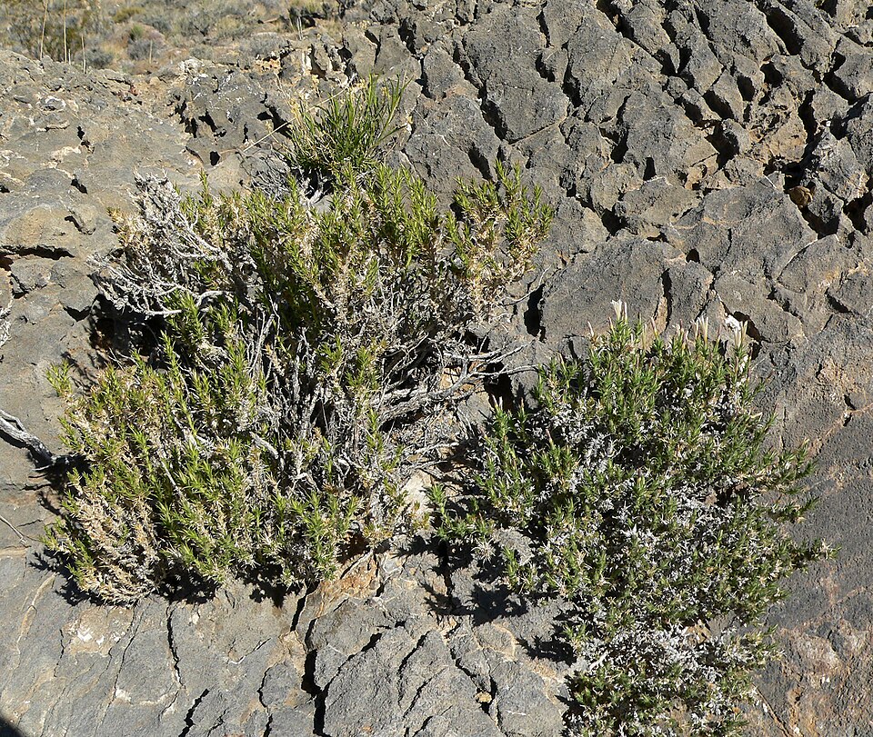 Linanthus pungens (Granite Prickly Phlox)