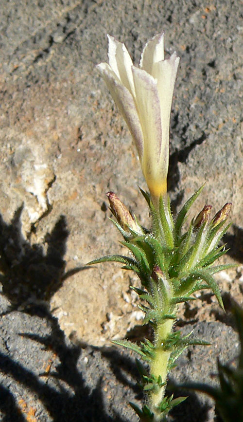 Linanthus pungens (Granite Prickly Phlox) (alternate view 2)