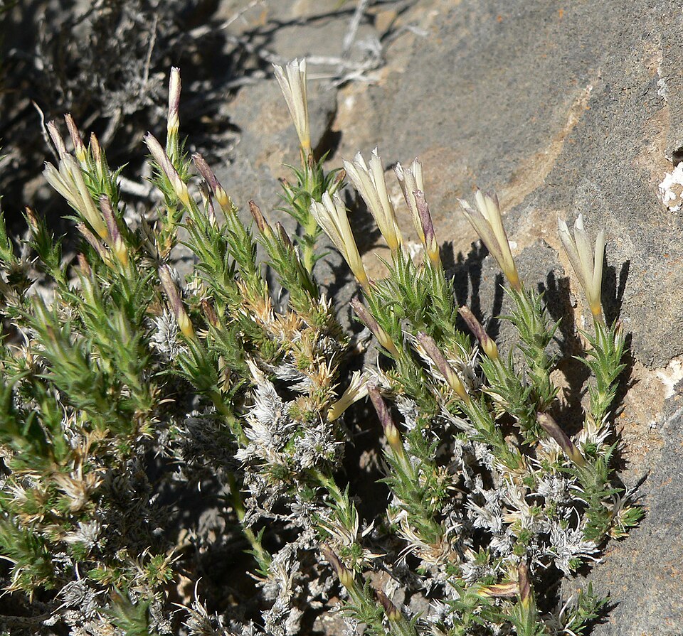 Linanthus pungens (Granite Prickly Phlox) (alternate view 3)