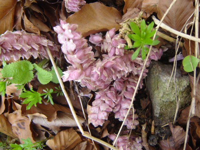 Lathraea squamaria (Common Toothwort)