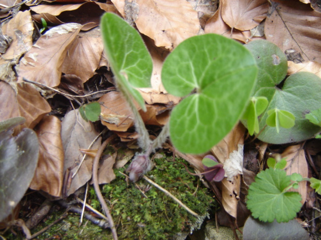 Asarum europaeum (European Wild Ginger) (alternate view 8)