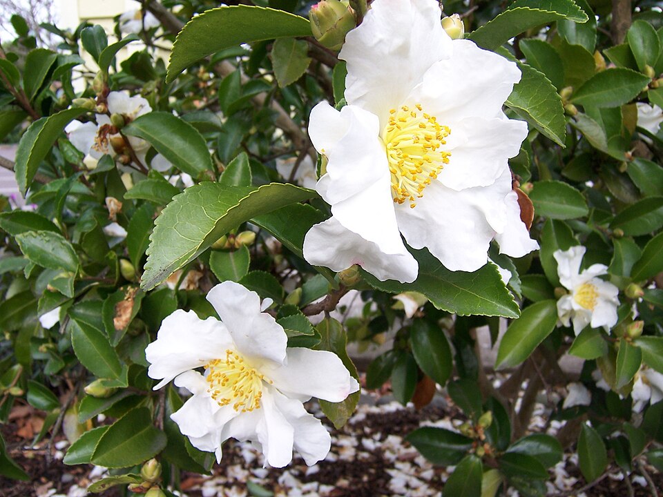 Camellia sasanqua 'Setsugekka' (Setsugekka Camellia) (alternate view 3)