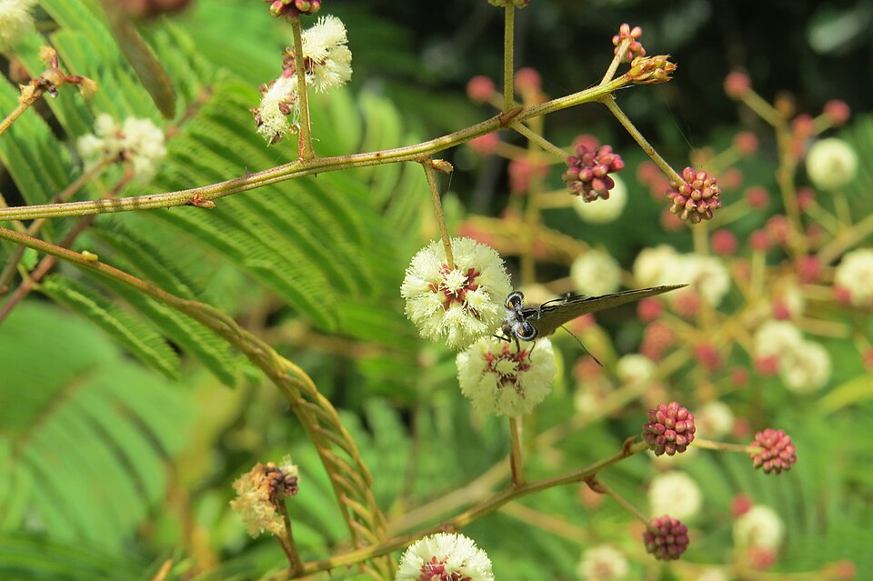 Senegalia (Hook-Thorns)