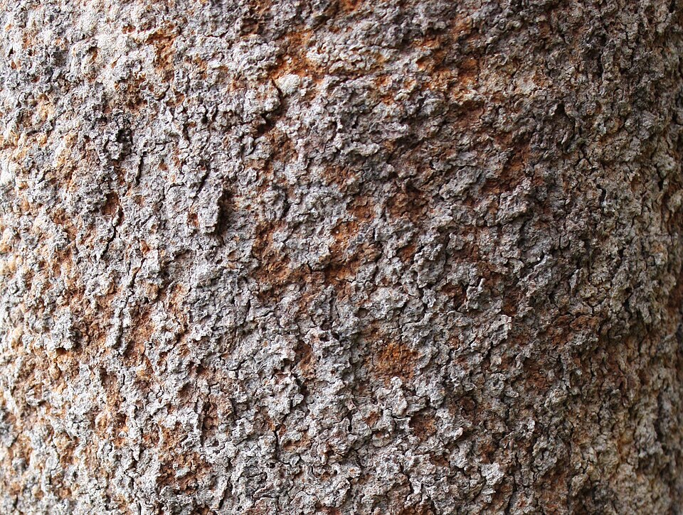 Banksia attenuata (Candlestick Banksia) (alternate view 3)