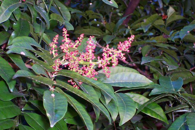 Rhodosphaera rhodanthema (deep yellow wood) (alternate view 7)