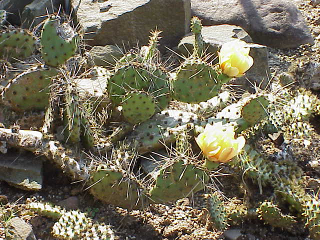 Opuntia phaeacantha (Brown-spined Pricklypear) (alternate view 6)