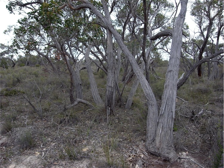 Eucalyptus arenacea (desert stringybark) (alternate view 6)